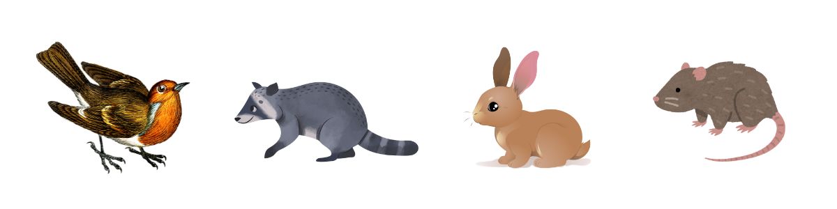 200+ Radiant Objects that Start with R